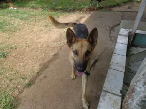 Cachorro raça Pastor Alemão idade 1 ano nome Caramelo