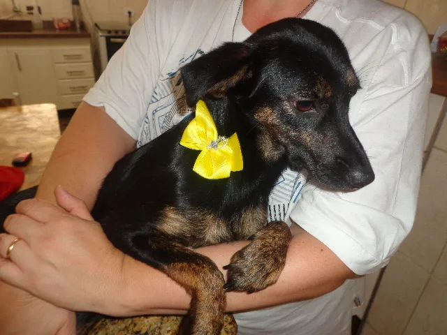 Cachorro ra a srd idade 7 a 11 meses nome Diamante