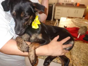 Cachorro raça srd idade 7 a 11 meses nome Diamante