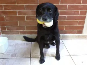 Cachorro raça labrador com vira-lata idade  nome Nego