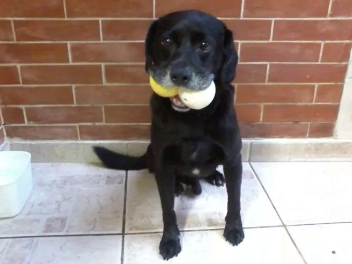 Cachorro ra a labrador com vira-lata idade  nome Nego