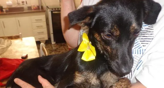 Cachorro ra a srd idade 7 a 11 meses nome Diamante
