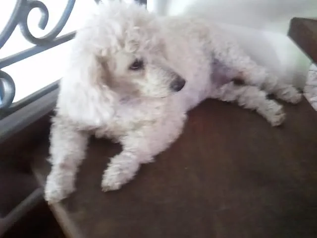 Cachorro raça Poodle idade 6 ou mais anos nome BELINHA