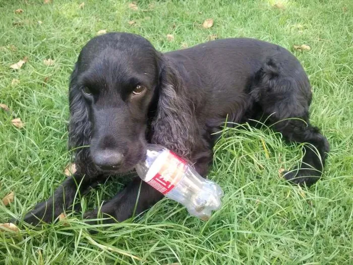 Cachorro raça Cocker idade 6 ou mais anos nome SONECA