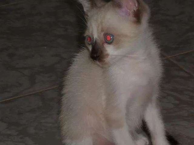 Gato raça  idade Abaixo de 2 meses nome Snow