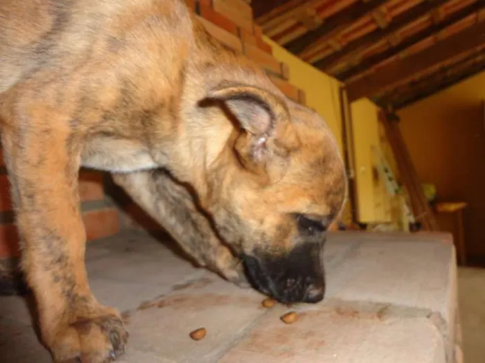 Cachorro ra a sem raça idade 2 a 6 meses nome sem nome
