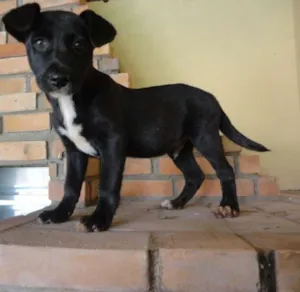 Cachorro raça sem raça idade 2 a 6 meses nome sem nome