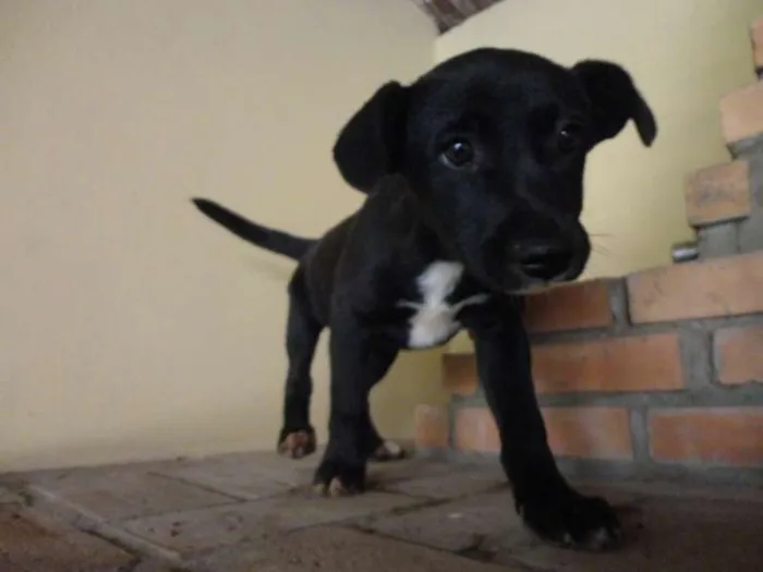 Cachorro raça sem raça idade 2 a 6 meses nome sem nome