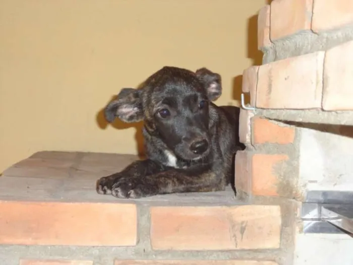 Cachorro ra a sem raça idade 2 a 6 meses nome sem nome