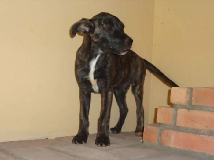 Cachorro ra a sem raça idade 2 a 6 meses nome sem nome