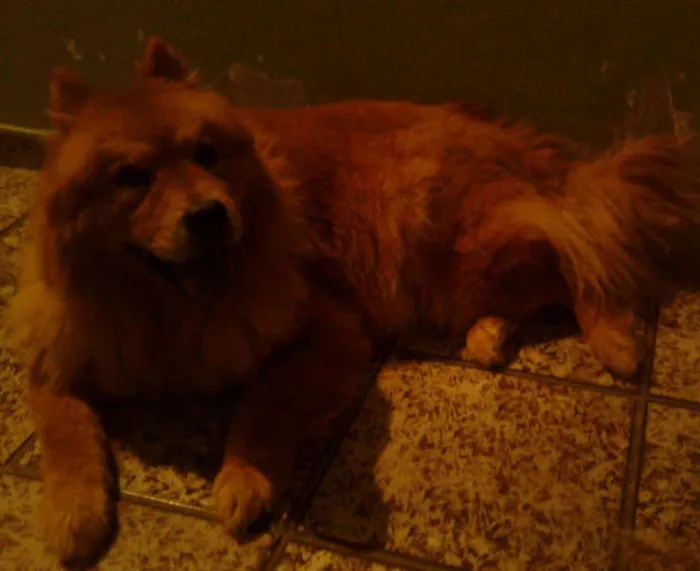 Cachorro ra a Chow Chow idade 5 anos nome Bolao e Kiara