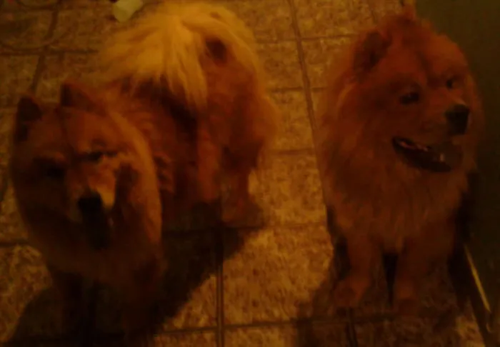 Cachorro ra a Chow Chow idade 5 anos nome Bolao e Kiara
