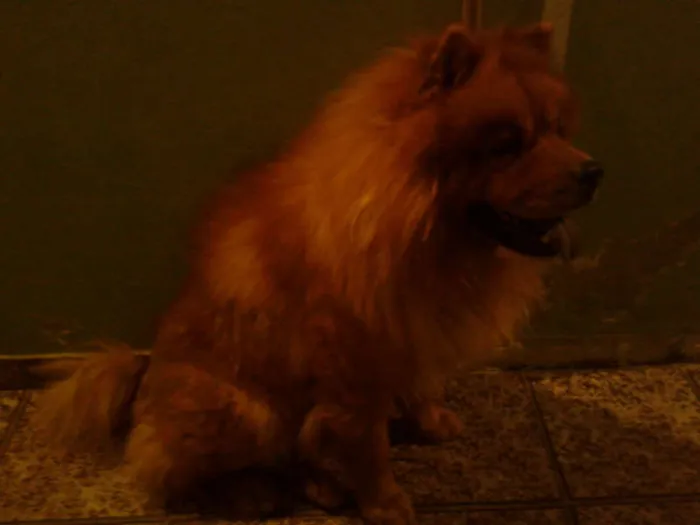 Cachorro ra a Chow Chow idade 5 anos nome Bolao e Kiara