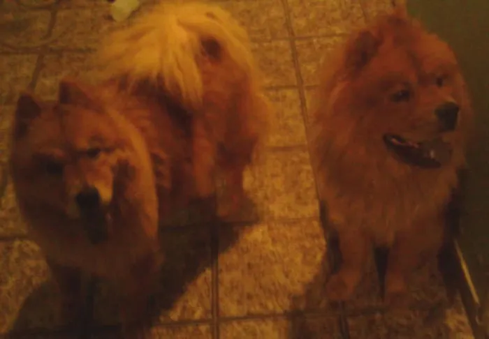 Cachorro ra a Chow Chow idade 5 anos nome Bolao e Kiara