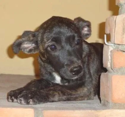 Cachorro ra a sem raça idade 2 a 6 meses nome sem nome