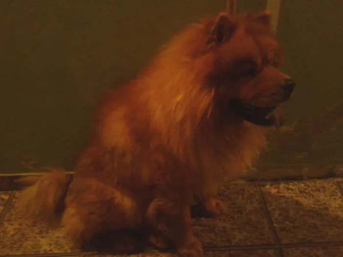 Cachorro ra a Chow Chow idade 5 anos nome Bolao e Kiara