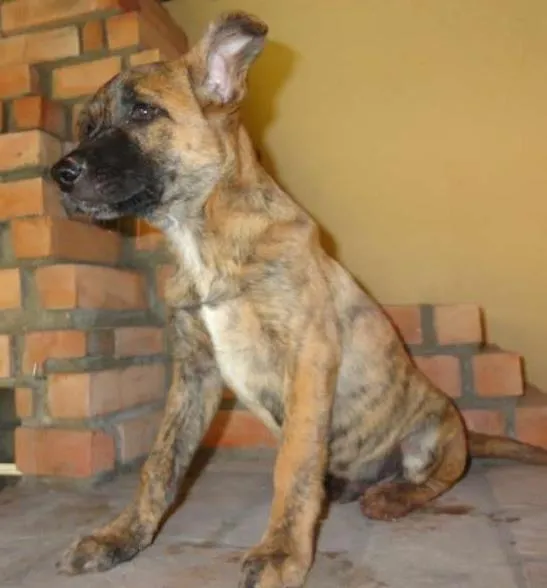 Cachorro ra a sem raça idade 2 a 6 meses nome sem nome