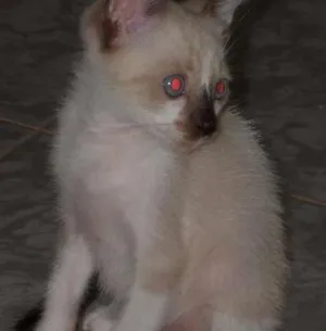 Gato raça  idade Abaixo de 2 meses nome Snow