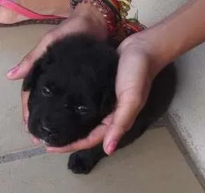 Cachorro ra a sem raça idade 2 a 6 meses nome felipe