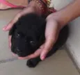 felipe