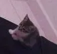 Gato ra a  idade Abaixo de 2 meses nome sem nome