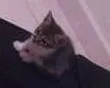 Gato ra a  idade Abaixo de 2 meses nome sem nome