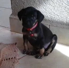 Cachorro ra a PINSHERXBASSE idade Abaixo de 2 meses nome PITOKA