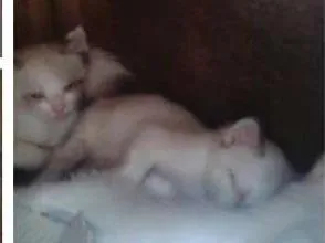 Gato ra a  idade Abaixo de 2 meses nome Gatinhos