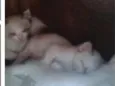 Gatinhos