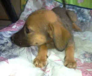 Cachorro raça nenhuma idade 2 a 6 meses nome Paçoca