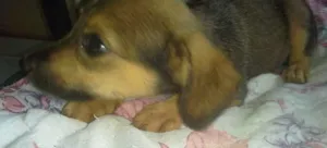Cachorro raça nenhuma idade 2 a 6 meses nome Bisteca
