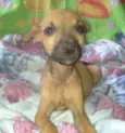Batatinha