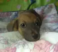 Bolachinha