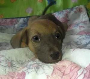 Cachorro raça nenhuma idade 2 a 6 meses nome Bolachinha