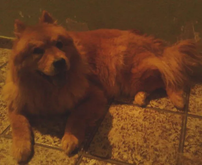 Cachorro ra a Chow Chow idade 5 anos nome Bolao e Kiara