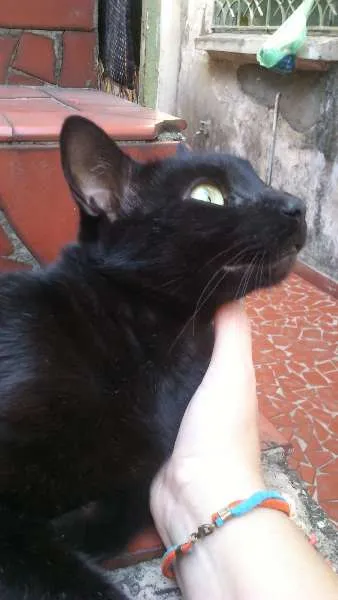 Gato ra a Vira lata e mistura com siames  idade 4 anos nome Nego e Nega