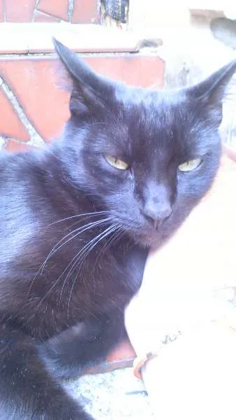 Gato ra a Vira lata e mistura com siames  idade 4 anos nome Nego e Nega