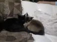 Nego e Nega