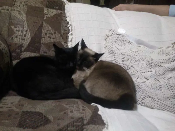 Gato ra a Vira lata e mistura com siames  idade 4 anos nome Nego e Nega