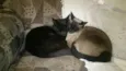 Nego e Nega