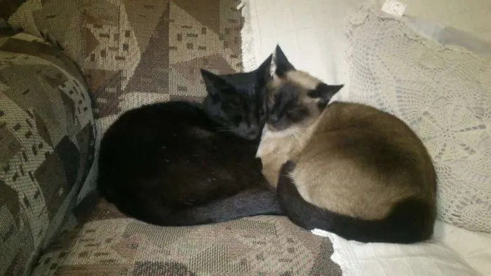 Gato ra a Vira lata e mistura com siames  idade 4 anos nome Nego e Nega