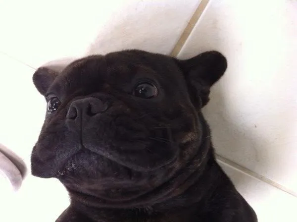 Cachorro ra a Bulldog Frances idade 1 ano nome Ozzy GRATIFICA