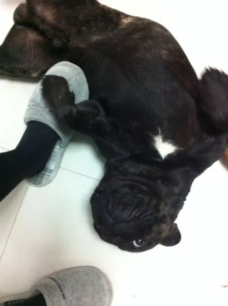 Cachorro ra a Bulldog Frances idade 1 ano nome Ozzy GRATIFICA