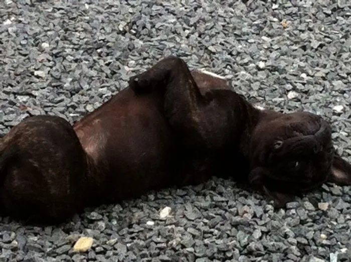 Cachorro ra a Bulldog Frances idade 1 ano nome Ozzy GRATIFICA