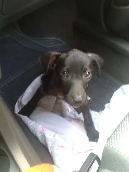 Cachorro ra a SRD idade 2 a 6 meses nome Rafael