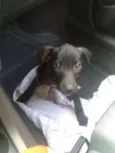 Rafael