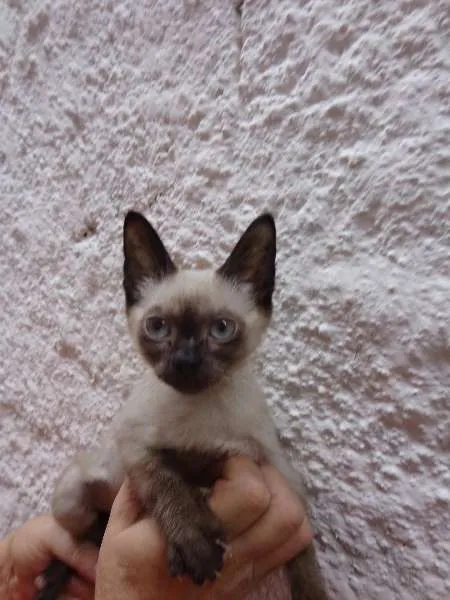 Gato ra a SRD idade 2 a 6 meses nome Pantufa