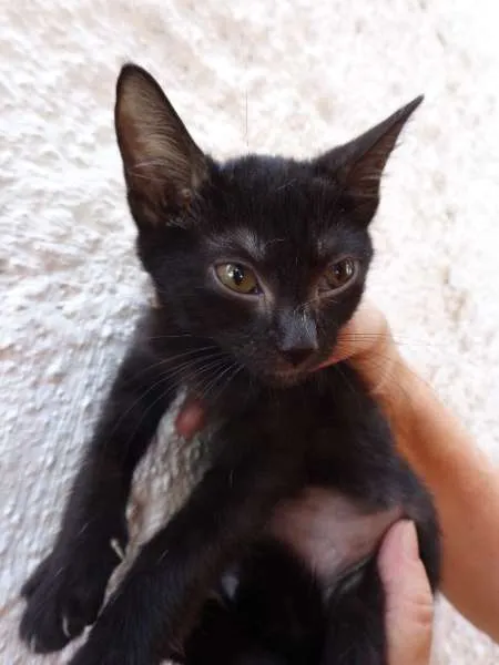 Gato ra a SRD idade 2 a 6 meses nome Chilli