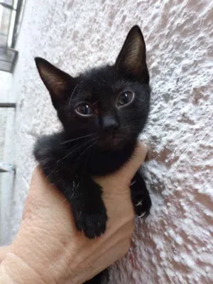 Gato raça SRD idade 2 a 6 meses nome Cacau