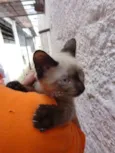 Taco